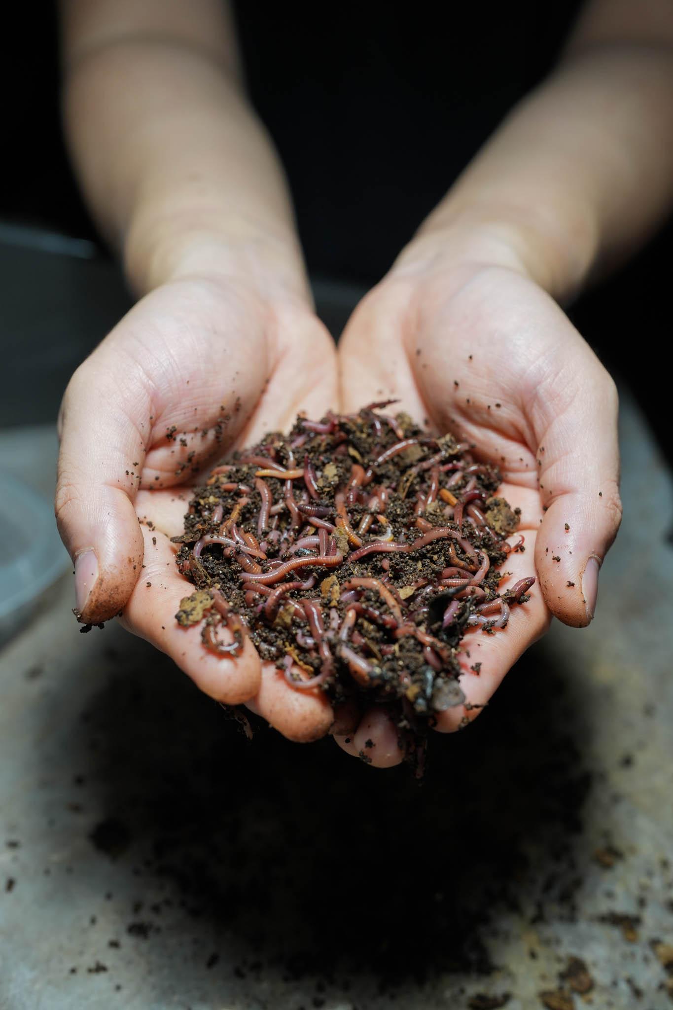 Red Wigglers — 1/2 lb