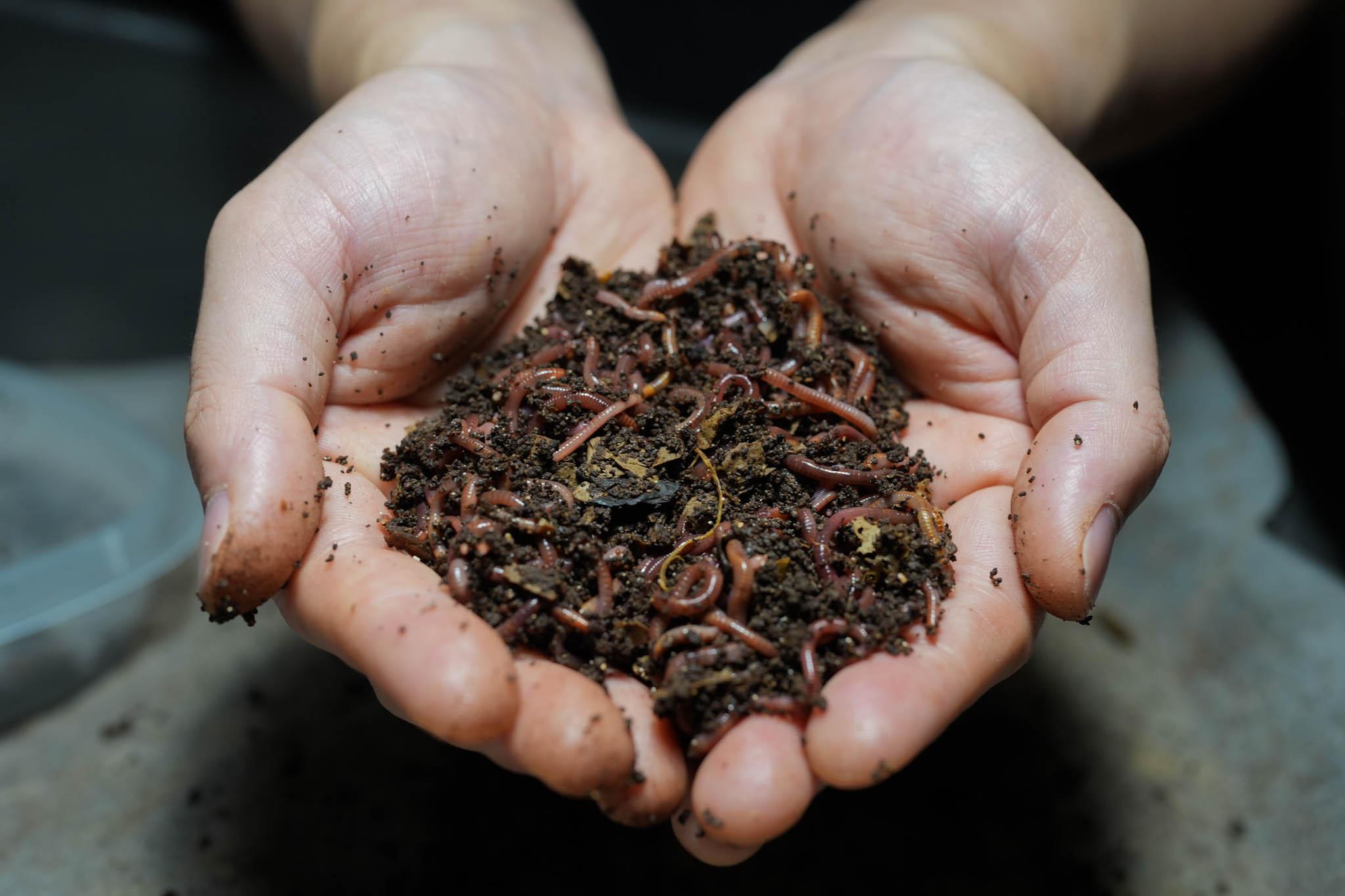 Red Wigglers — 1 lb