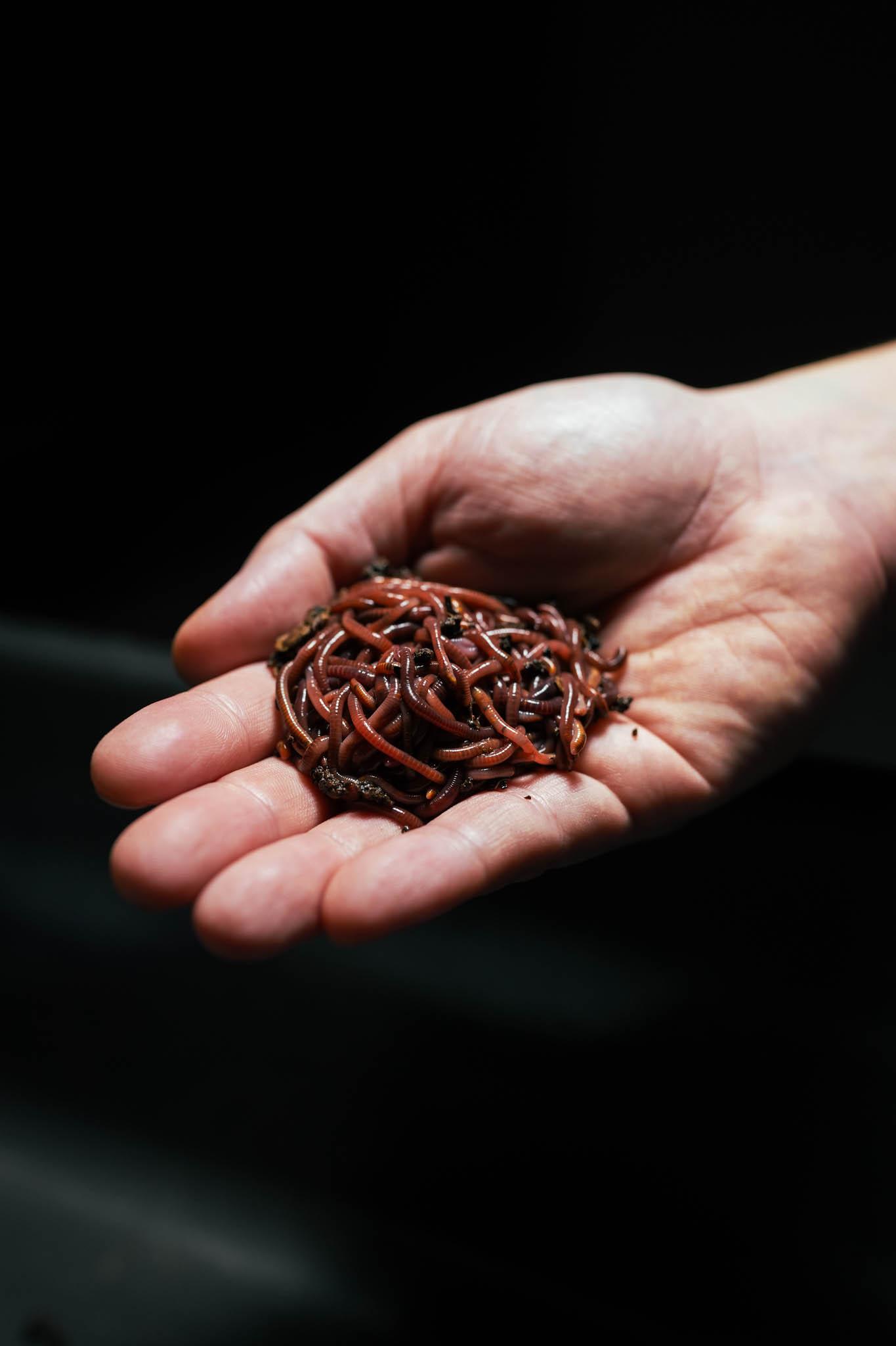 Red Wigglers — 120 Adults