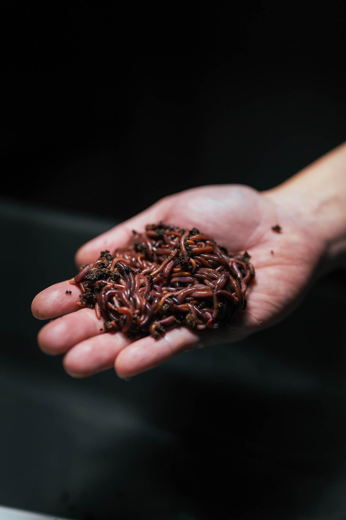 Red Wigglers — 240 Adults