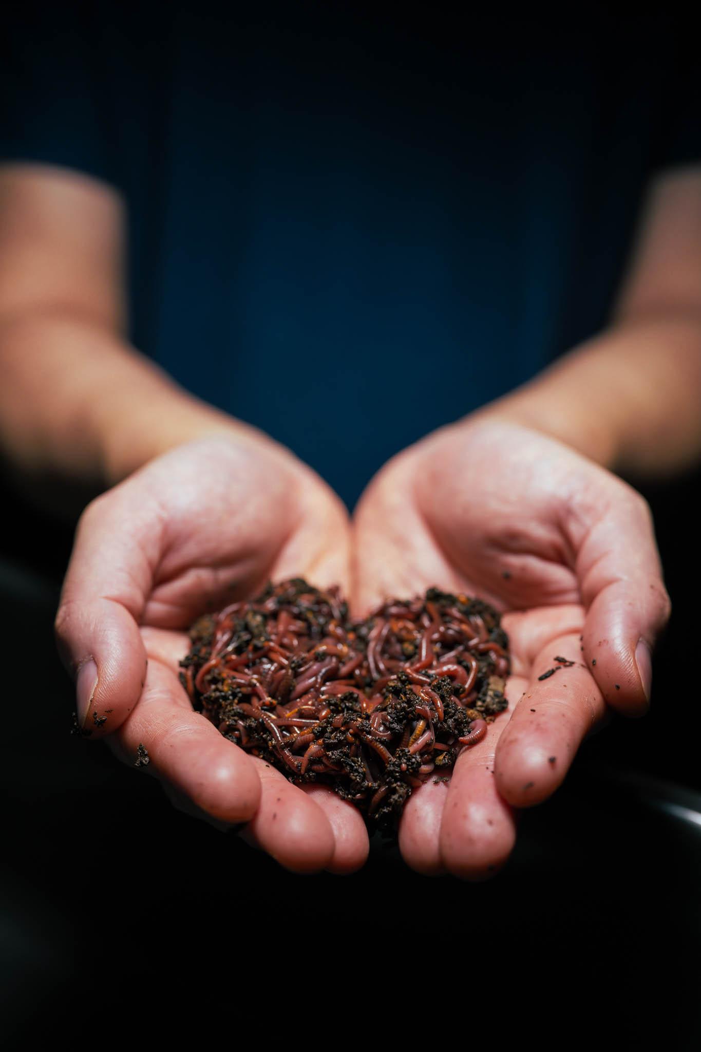 Red Wigglers — 1/4 lb
