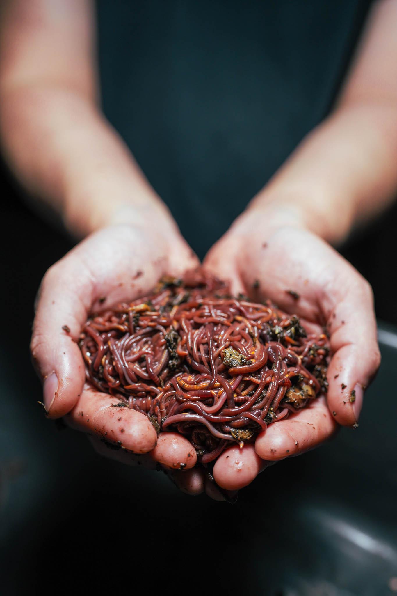 Red Wigglers — 1/2 lb
