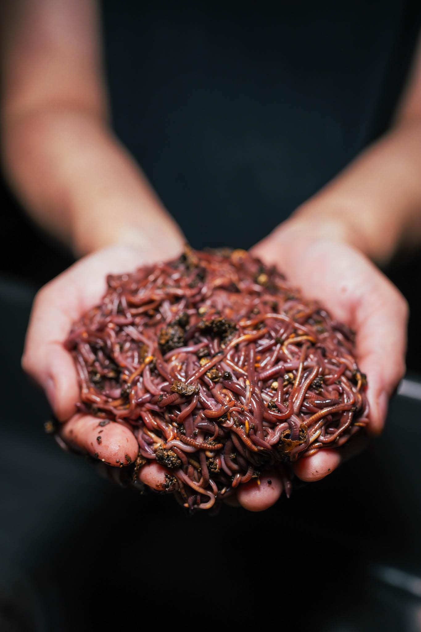 Red Wigglers — 1 lb